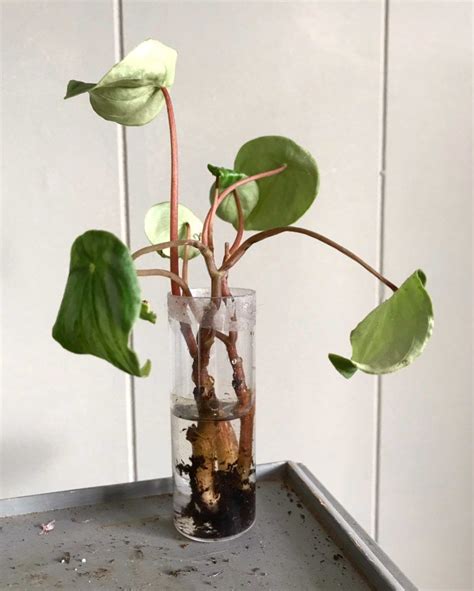 watermelon peperomia propagation